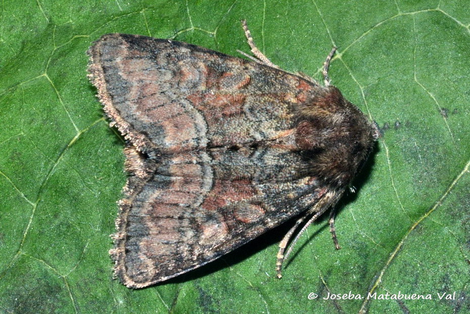 Eteroceri del mese di aprile, dal confino